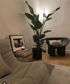 a living room filled with furniture and a potted plant