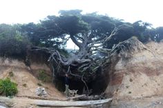 a tree growing out of the side of a cliff