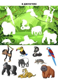 different types of animals and birds in the jungle with text that reads, b anythingtak