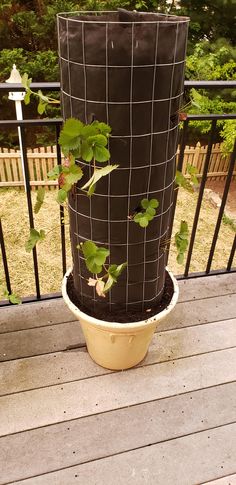 a potted plant with green plants growing out of it on a deck near a fence