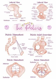 the pelvicis diagram with different parts labeled