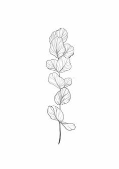 Eculyptus Tattoos, Line Art Drawings Plants, Plant Tatoos, Eucalyptus Line Drawing, Line Drawn Flowers, Line Drawing Floral, Tattoo Line Art, Line Art Botanical, Botanical Line Art