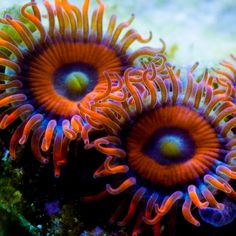 two orange and blue sea anemones in the water