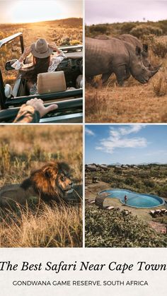 the best safari near cape town in south africa with pictures of rhinoceros and lions