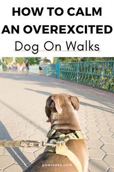 a dog on a leash with the words how to calm an overexposed dog on walks