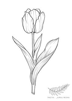 Tulip Tattoo Design, Tulip Sketch, Newspaper Drawing, Dragon Tattoo Ideas, Tulip Drawing, Tulip Tattoo, Ear Tattoo Ideas, Art Deco Tiles, Doodle Art Flowers