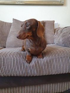 a dachshund sitting on top of a couch in front of a painting