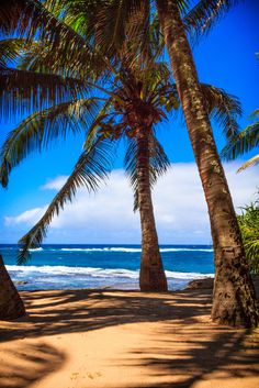 two palm trees on the beach near the ocean