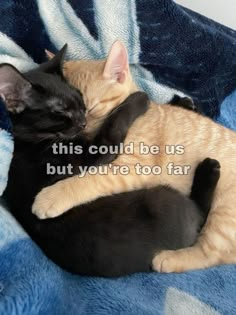 Cute Things To Send Your Gf Pictures, This Could Be Us Cats, Us As Cats, Wholesome Cat Pics, Cat Relationship, Cats Good Morning, Cats Happy Birthday, Cats Goofy, Cats Hugging