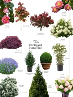 different types of flowers and shrubs in pots on a white background with the words backyard plant plants