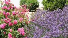 pink and purple flowers are growing in the garden next to each other on a sunny day