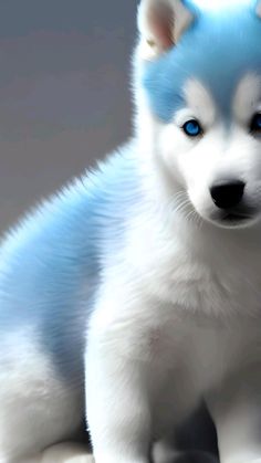 a white and blue husky puppy sitting on the ground