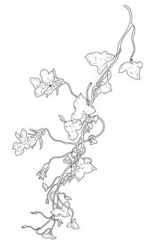 a black and white drawing of a plant with flowers