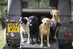 four dogs are sitting in the back of a truck