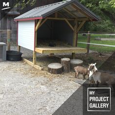 two goats standing next to each other in front of a building with a sign that says my project gallery