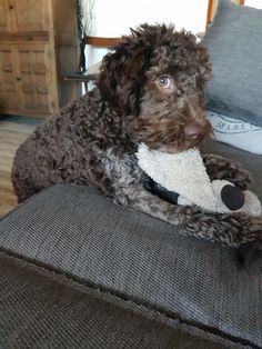 a brown dog sitting on top of a couch holding a stuffed animal in it's mouth