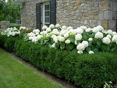 white flowers line the side of a stone building in front of green grass and bushes