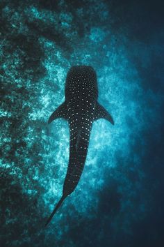 a large whale swimming in the ocean