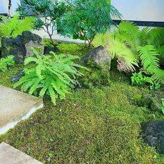 some plants and rocks in the grass