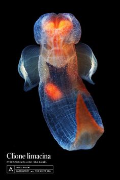 an image of a jellyfish in the water