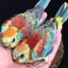 two small colorful birds sitting on top of each other's palms in their hand