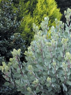 a bush with green leaves and red stems in the foreground, surrounded by shrubbery