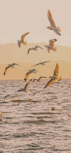 a flock of seagulls flying over the ocean at sunset