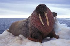 a walpopo laying on top of an ice floet