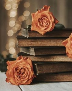 three roses are sitting on top of an old book with string lights in the background