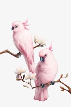 two pink birds sitting on top of a branch with white flowers in the foreground