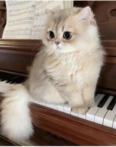 a fluffy cat sitting on top of a piano