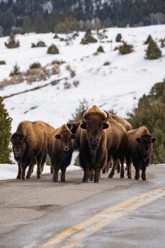 a herd of bison walking down the road in front of some snow covered hills and trees