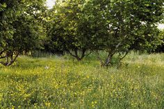 an open field with trees and yellow flowers