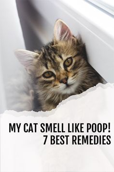 a cat peeking out from under a window with the caption, my cat smell like poop 7 best remedies