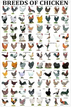 a poster with different types of chickens on it's sides and the words breeds of chicken