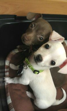 two small dogs are sitting in a dog bed