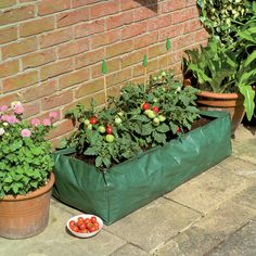 some plants are growing out of a green bag on the ground next to a brick wall