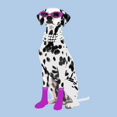 a dalmatian dog with pink socks and sunglasses sitting in front of a blue background