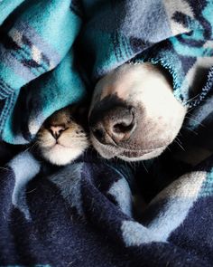 a dog is sleeping under a blanket