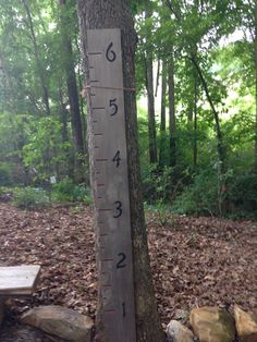 a wooden ruler is attached to the side of a tree in a wooded area with rocks and leaves