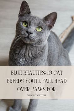 Discover the enchanting world of blue cat breeds, where elegance meets whimsy in a palette of silvery blues and striking grays. These feline beauties captivate with their unique coats and delightful personalities, making them irresistible companions.


#catschef #cat #cats #kitten #kittens #catlover #catlovers #catlife #catoftheday #meow #pets #cute #love #animals #animallovers #kitty #kittycat #persiancat #mainecoon #ragdollcat #siberiancat #bengalcat