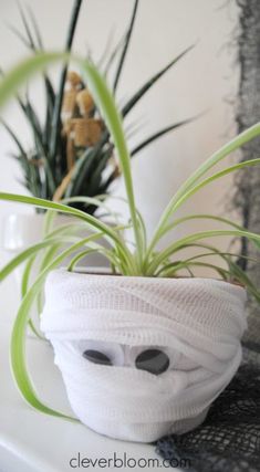 an air plant in a white knitted pot with eyes on it's side