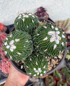 a person is holding a potted cactus in their hand, with other plants behind them