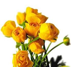 yellow flowers in a vase on a white background