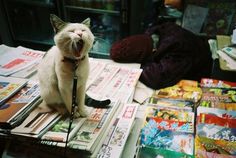 a white cat sitting on top of a pile of newspapers with its mouth wide open