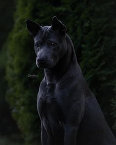 a large black dog sitting on top of a lush green field next to a forest