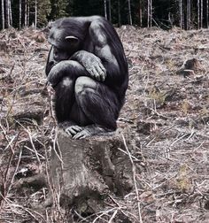 a monkey sitting on top of a tree stump in the middle of a wooded area