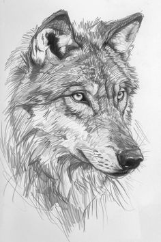 a pencil drawing of a wolf's head