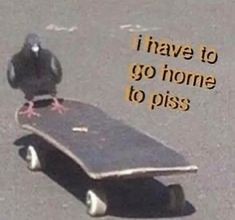 a pigeon sitting on top of a skateboard with the words i have to go home to piss