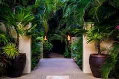 an entrance to a tropical garden with potted palm trees and lights on either side